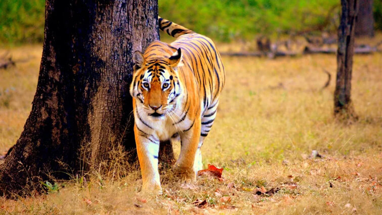 12 Facts You Probably Didnt Know About Tigers