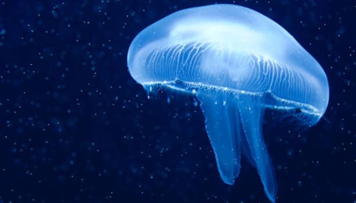 A Jellyfish Is Older Than Dinosaurs