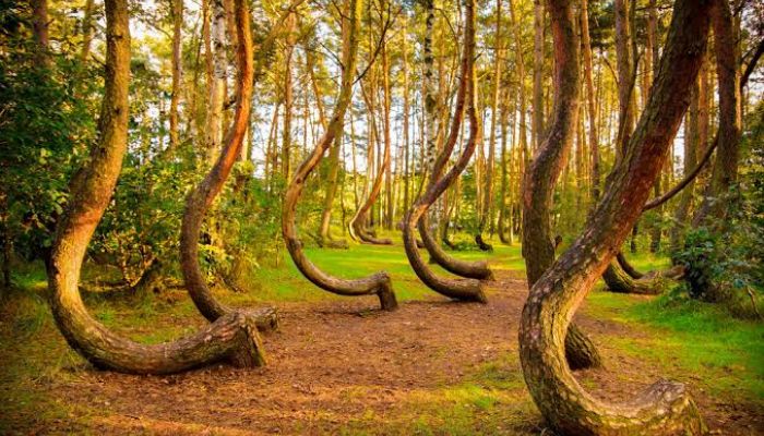 Crooked Forest, Gryfino, Poland